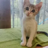 Adopta a Gominola