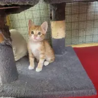 Adopta a Mango.