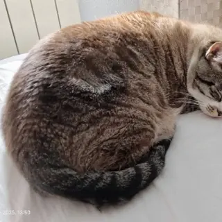 Cuki