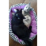 Adopta a Salem y Lola