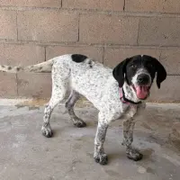 Adopta a Bomani