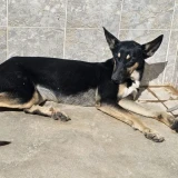 Adopta a Molly, Perrita Busca Hogar