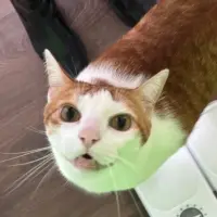 Adopta a Dorito