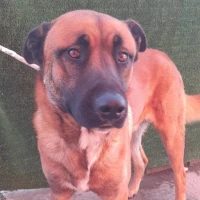 Adopta a Campanero