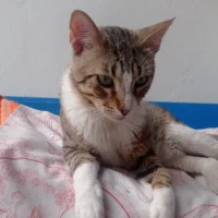 Adopta a Pepito