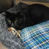 Adopta a Fosc