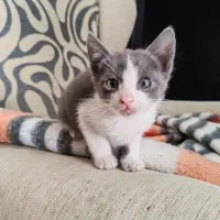Adopta a Carlitos