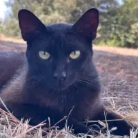 Adopta a Jack