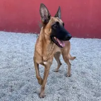 Adopta a Kai