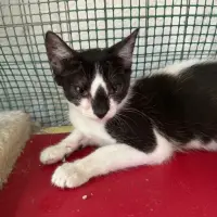 Adopta a Timón