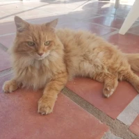 Adopta a Garfield
