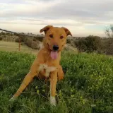 Adopta a Jinx