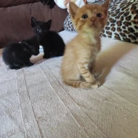Adopta a Gatos