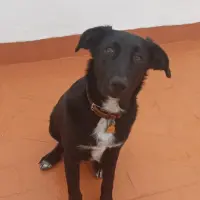 Adopta a Mia