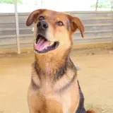 Adopta a Koldo