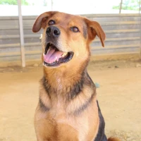 Adopta a Koldo