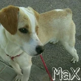 Adopta a Max