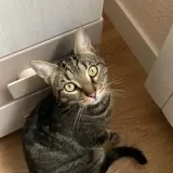 Adopta a Chipi