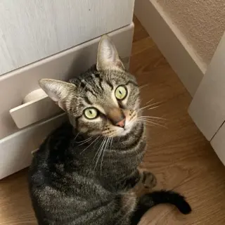 Chipi