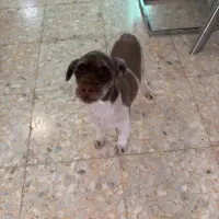 Adopta a Tonino