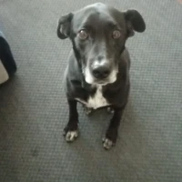 Adopta a Ripley