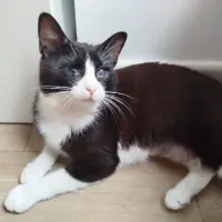 Adopta a Luna