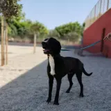 Adopta a Raúl