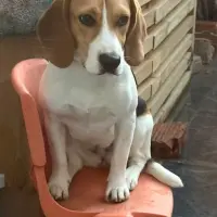 Adopta a Gaby