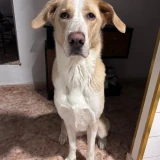 Adopta a Nala