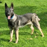 Adopta a Luna