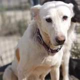 Adopta a Elora