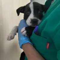 Adopta a Ottawa