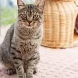 Adopta a Manon