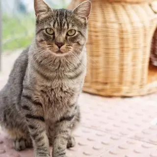 Manon