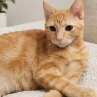 Adopta a Thor
