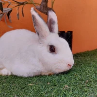 Adopta a Pipo( Bloque A)