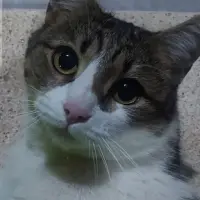 Adopta a Helen