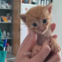 Adopta a Pistacho
