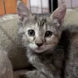 Adopta a Wiwi