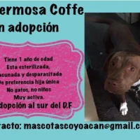 Adopta a Coffee