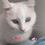 Adopta a Belly