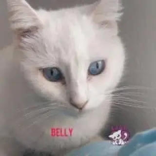 Belly