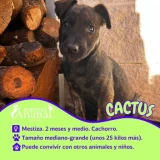 Adopta a Cactus