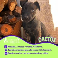 Adopta a Cactus