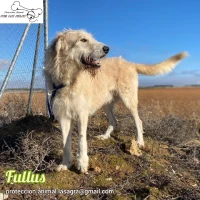 Adopta a Fullus