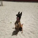 Adopta a Harley Queen