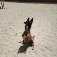 Adopta a Harley Queen