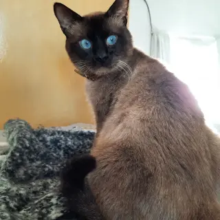 Pulguita (Puki)