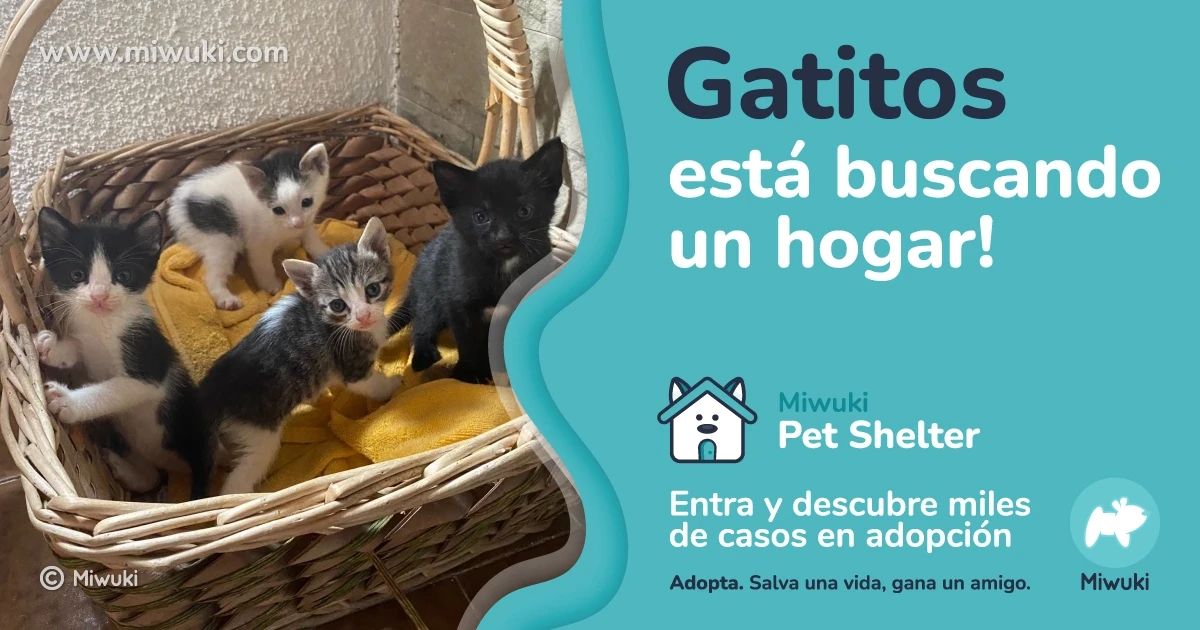 Adopta a Gatitos, un gato de Barcelona, España • ¡Encuéntralo en Miwuki