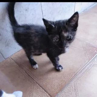 Xena